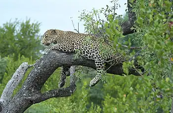 Leopard sighting in the Sabi Sands,  Jaci's Sabi House