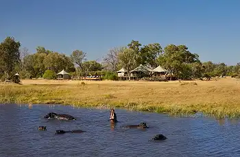 Hippo occur throughout the Ovango Delta, Botswana