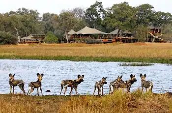 Wild dog are just one of the major predators in the Okavango Delta, Botswana