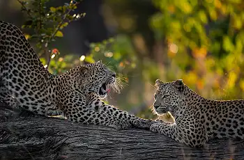 A pair of courting leopards, Tuludi, Botswana