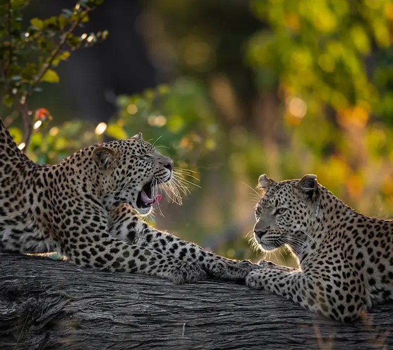 10 Day Cape Town, Zambia & Safari Honeymoon