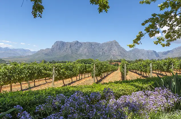 Cape Wine Country, South Africa