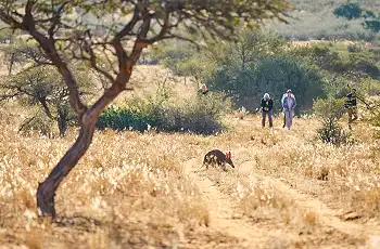A rare aardvark sighting whilst on a game walk