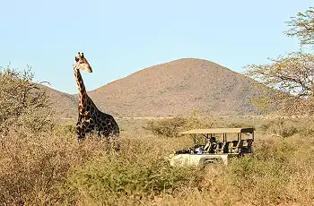 Plains game sightings whilst on a game drive in the Tswalu Kalahari Reserve