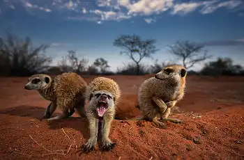 The habituated meerkat population at Tswalu
