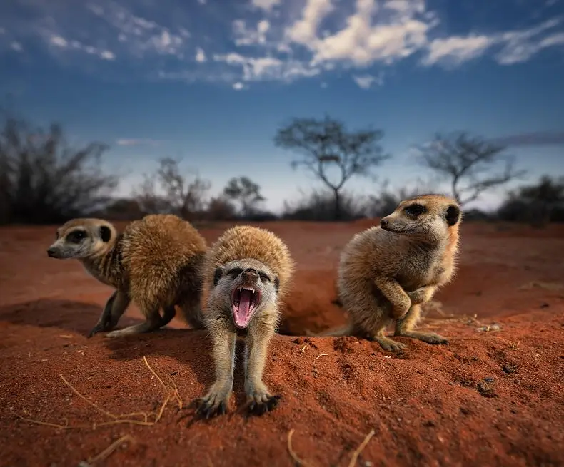 10 Day Family Safari and Cape Town