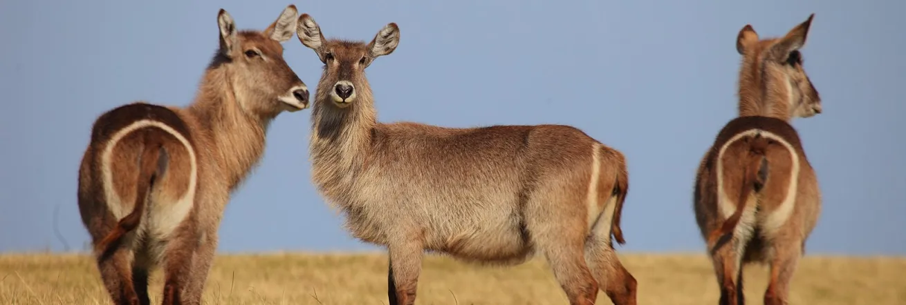 Waterbuck in the Botlierskop Game Reserve