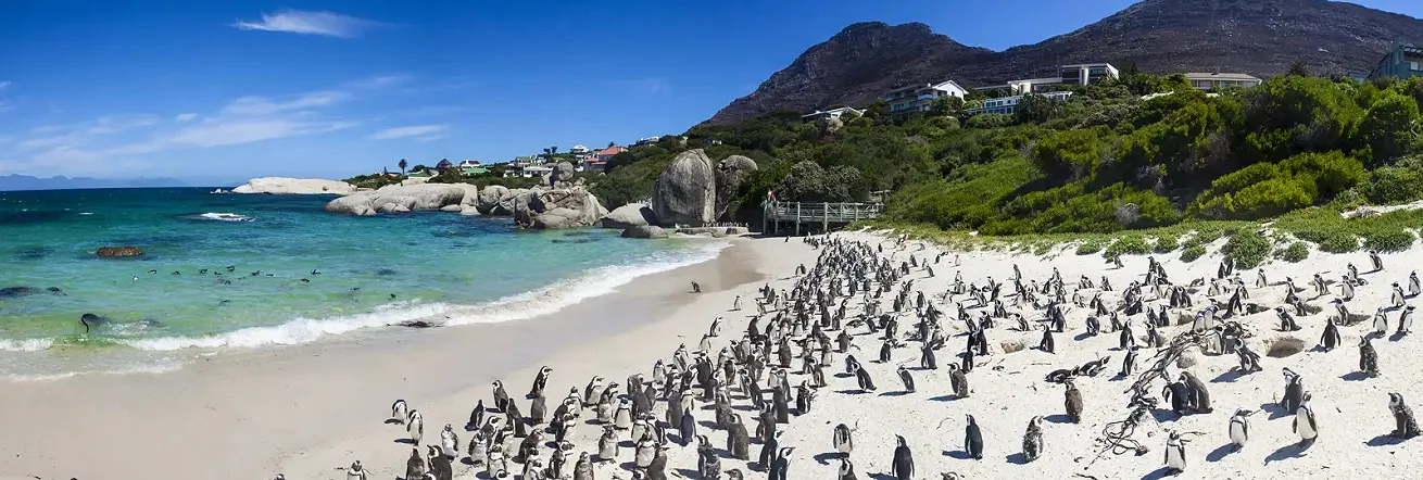 African penguins, near Cape Point