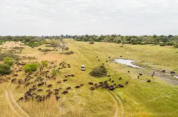 Aerial view of a game drive in the Moremi Game Reserve
