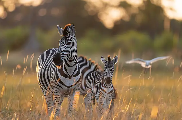 Zebra & foal close to Camp Moremi