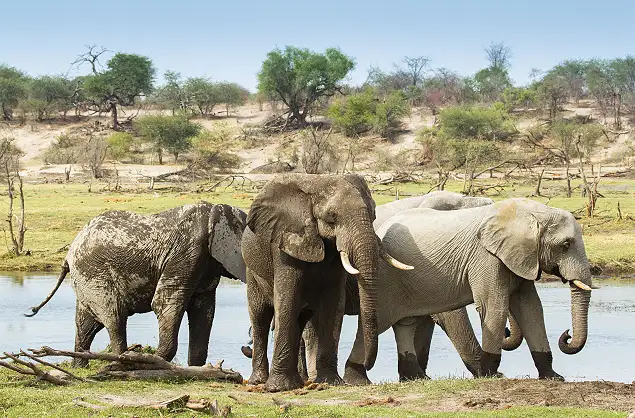 An elephant sighting in the Makgadikgadi National Park