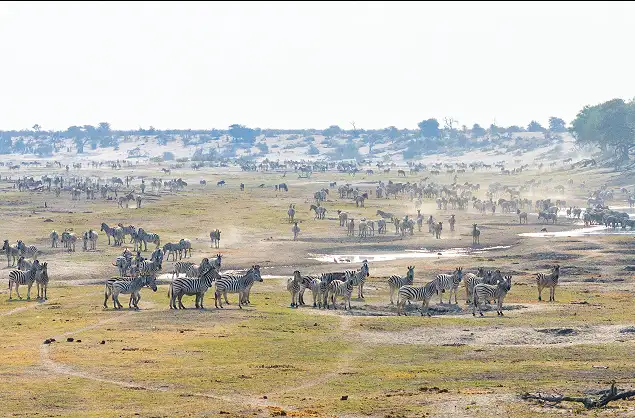 The zebra migration through the pans