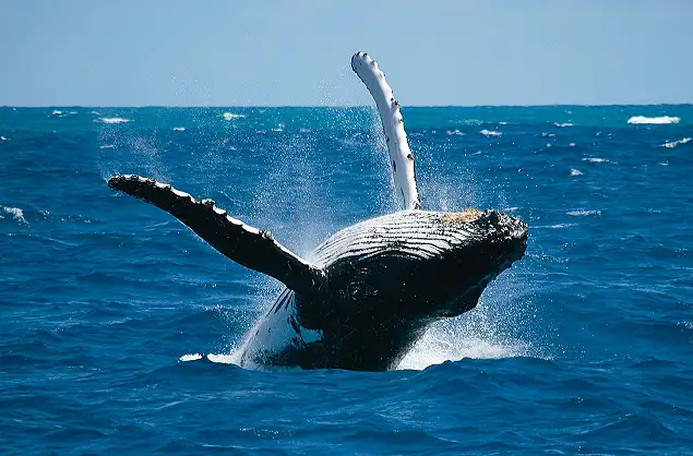 Southern Wright Whale, Cape south coast