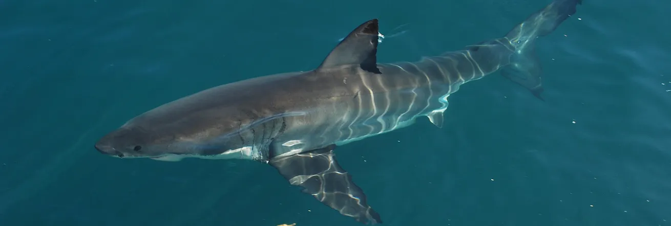 White shark, Gaansbaai, South Africa