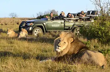 Lion sighting at Kariega Game Reserve