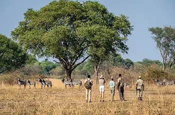 A dazzle of zebra spotted during a walking safari