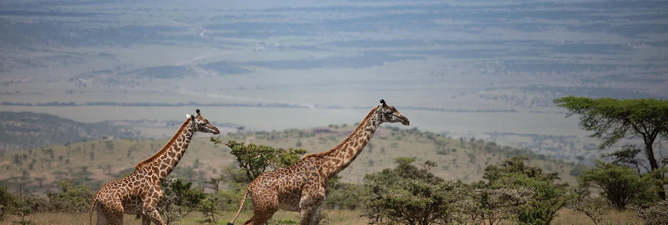 Game viewing in the Serengeti