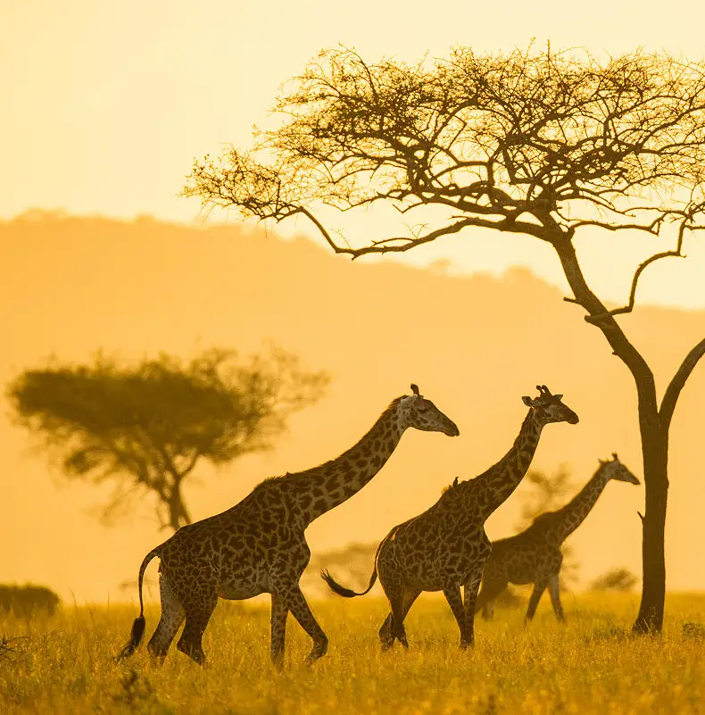 10 Day Tanzania Safari