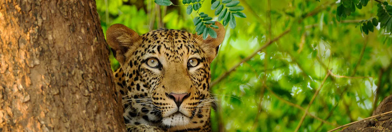Leopards are among the big predators in the Lower Zambezi Valley, Zambia