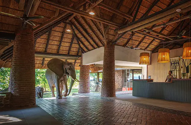 Elephants often walk through the reception area at Mfuwe