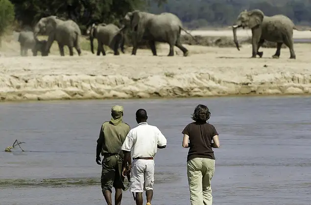 Walking Safari at Kapamba Bush Camp, Zambia
