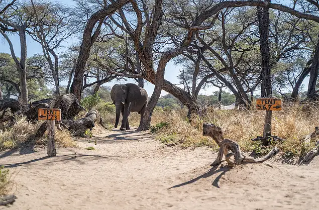 Elephants are in abundance in Hwange National Park