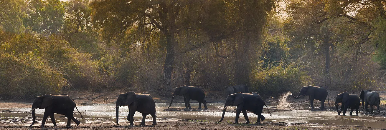 Elephants in Mana Pools National Park