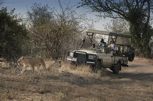 Lion sighting on safari at Kanga Camp, Zimbabwe