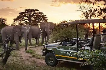 Game drives from Victoria Falls River Lodge