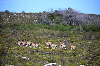 Some antelope can be spotted on the dunes surrounding Lekkerwater Beach Lodge