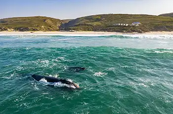 Whale Watching can be done by boat or helicopter at Lekkerwater Beach Lodge