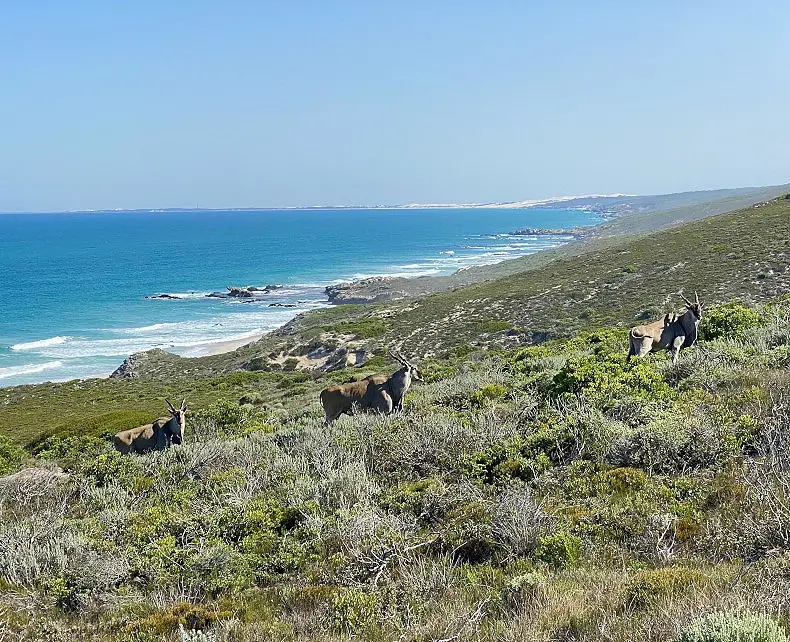 10 Days of Safari & Beach in South Africa