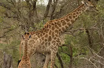 Giraffes in the Timbavati Private Game Reserve