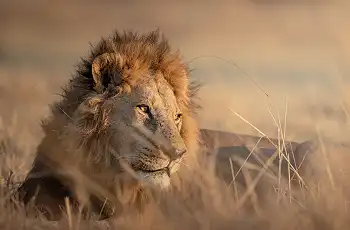 Lion near Camp Moremi, Botswana