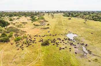 Aerial view of a herd of buffalo, Camp Moremi, Botswana