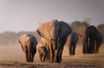 Herd of elephant near Camp Moremi, Botswana