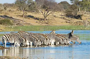 At certain times of the year zebra visit the are in large herds, Le Roo La Tau, Botswana