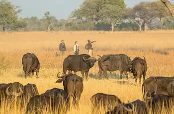 Guided walking safari at Camp Okavango, Botswana