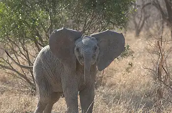 Elephant calf seen on  game drive at Saseka Tented Camp