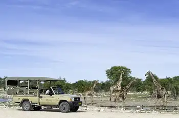 Giraffe sighting on a game drive at Onguma Camp Kala
