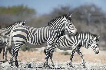 Zebra sighting in Etosha National Park