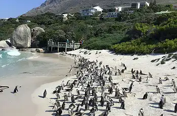 Boulders Beach Penguin Colony