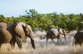 Up close at an elephant sighting in Kruger