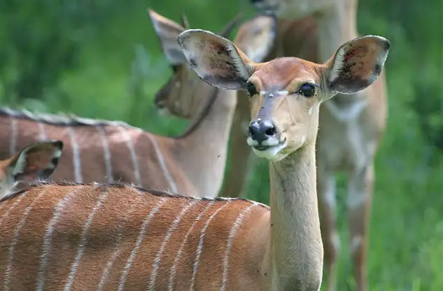 Game viewing in Mlilwane Wildlife Sanctuary