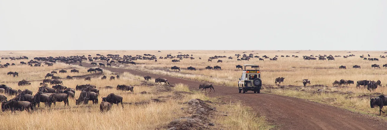Game drives in the Maasai Mara