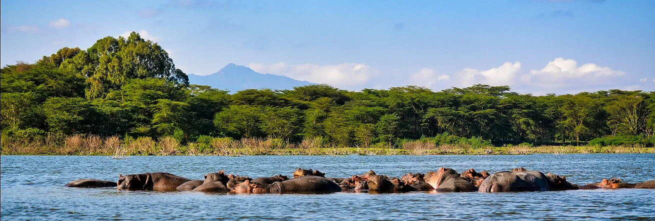 Hippo sighting at Lake Victoria