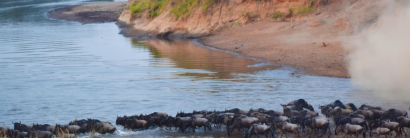 The annual Wildebeest Migration
