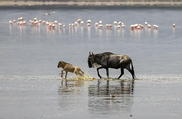 Wildebeest crossing the water