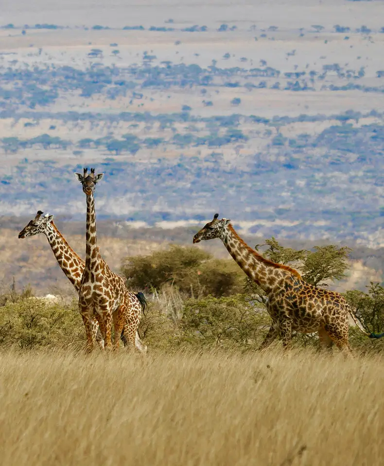 12 Day Best of East Africa Safari