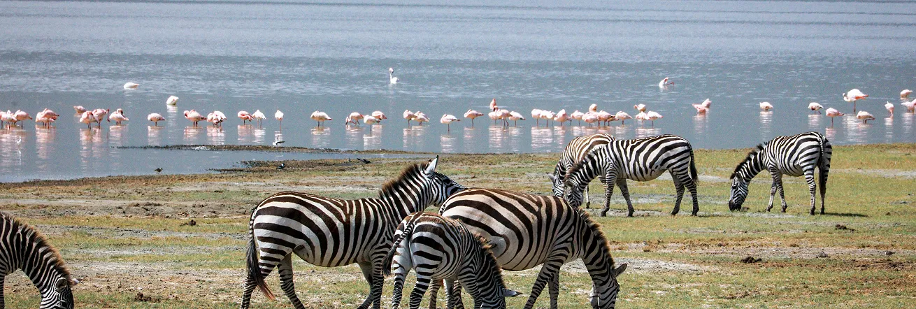 Flamingos and Zebra at Lake Nakuru, Kenya